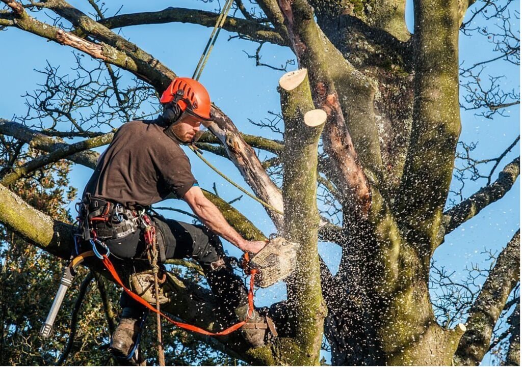 Baumpflege Baumschnitt Gladbeck