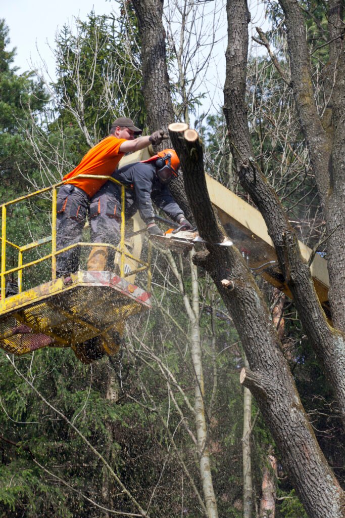 Baumpflege Baumkontrolle Gladbeck